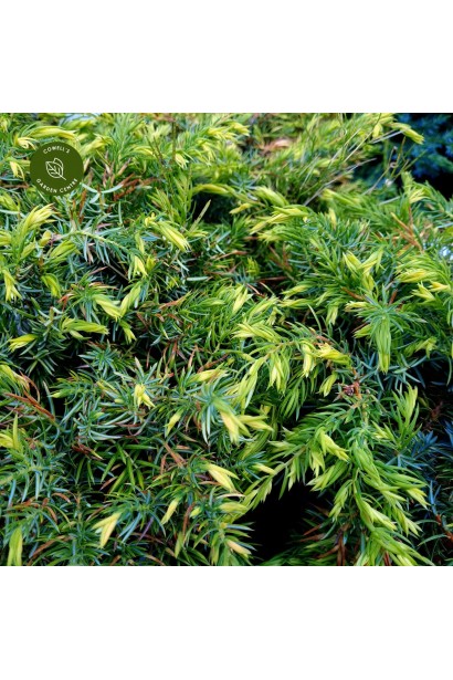 Ґрунтопокривний ялівець Sunflower із золотистими приростами.